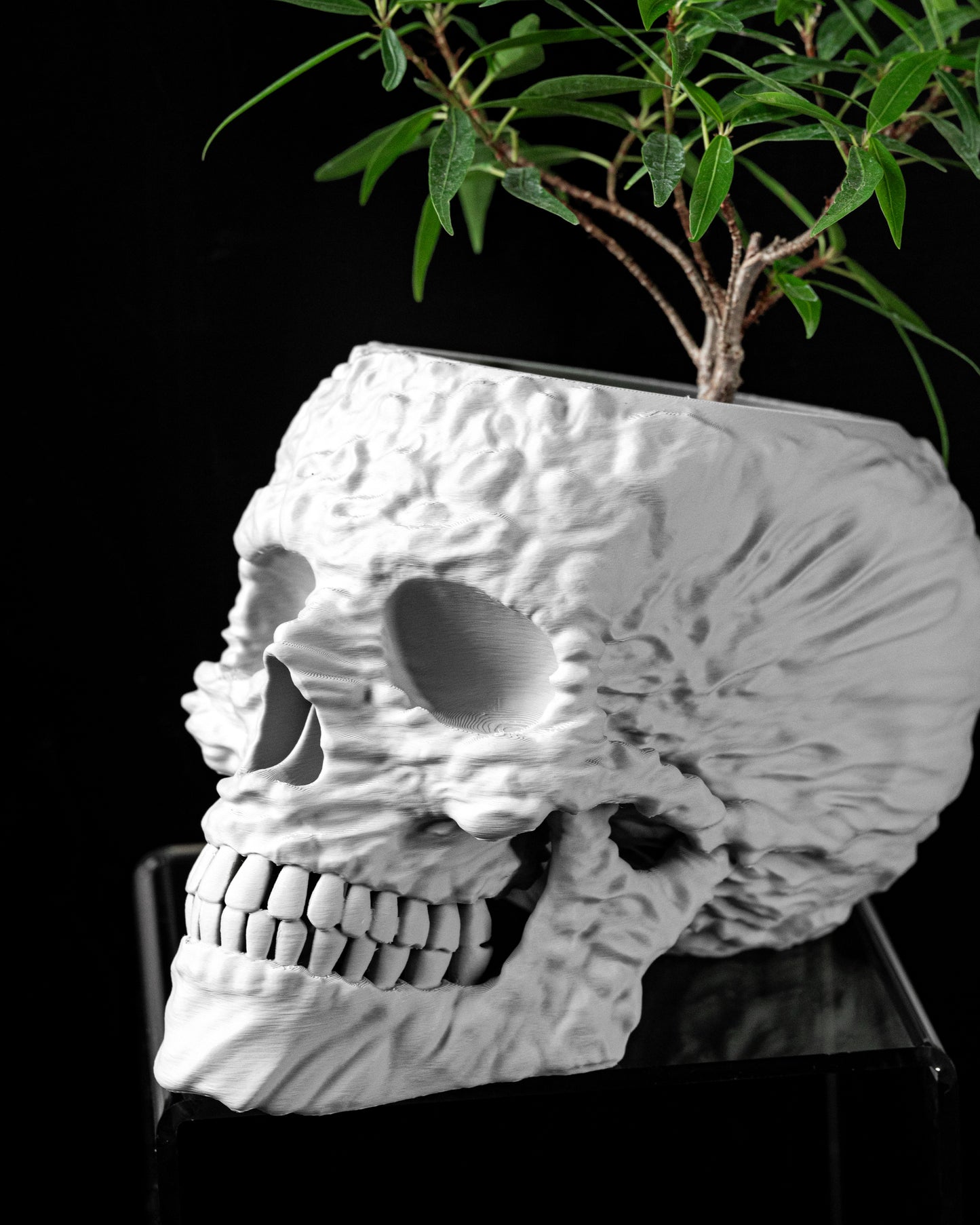 Planter-06: Skull Outdoor Planter With Integrated Drainage and Matching Saucer