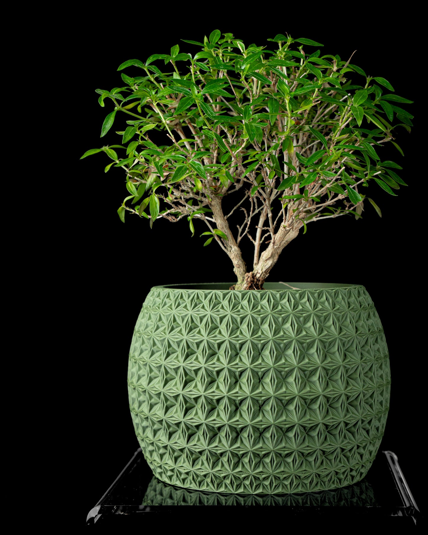 Planter-04: Burst Indoor Planter With Integrated Drainage and Saucer